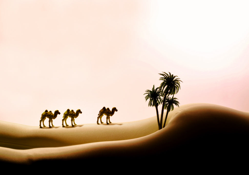 Camels_BSS