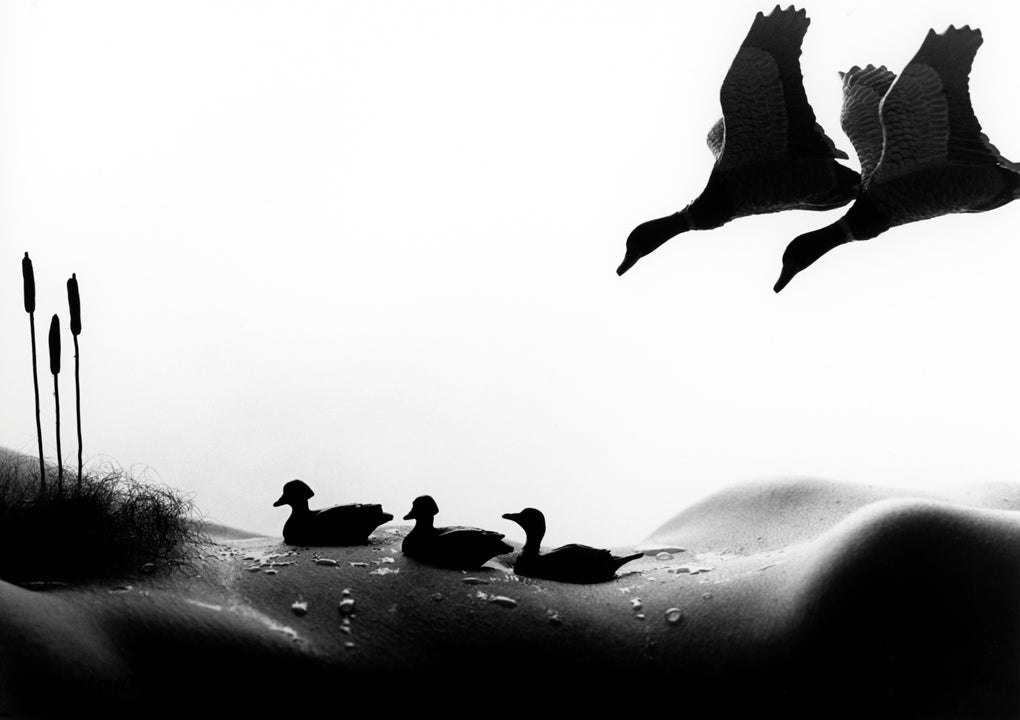 Ducks
