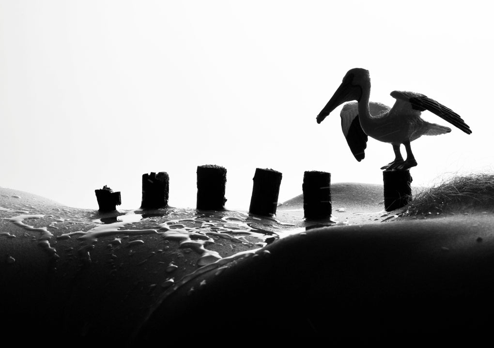 Pelican