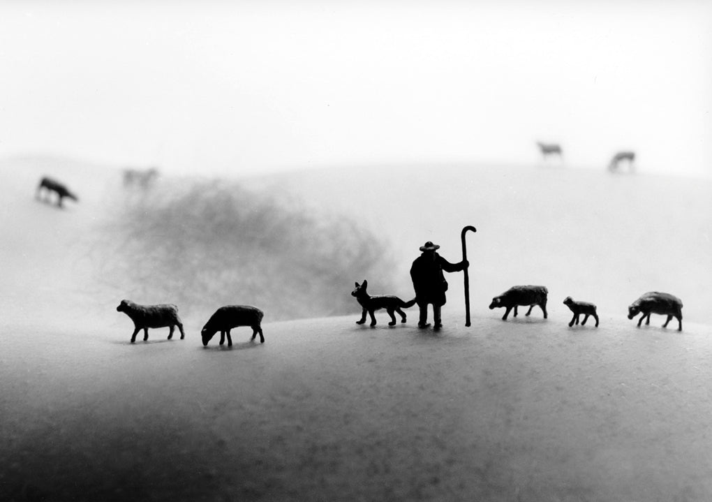 Shepherd